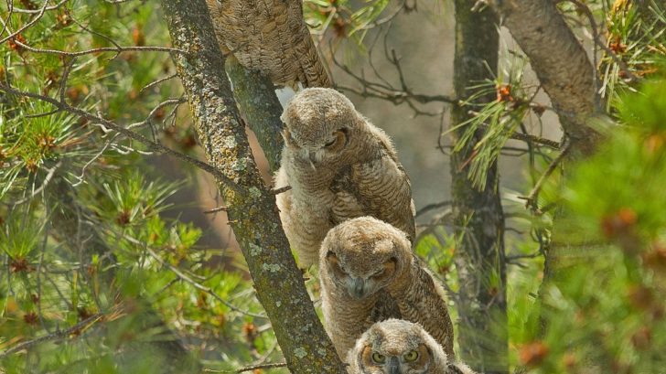 1496485607great-horned-owls-1591288_1280-728x409.jpg