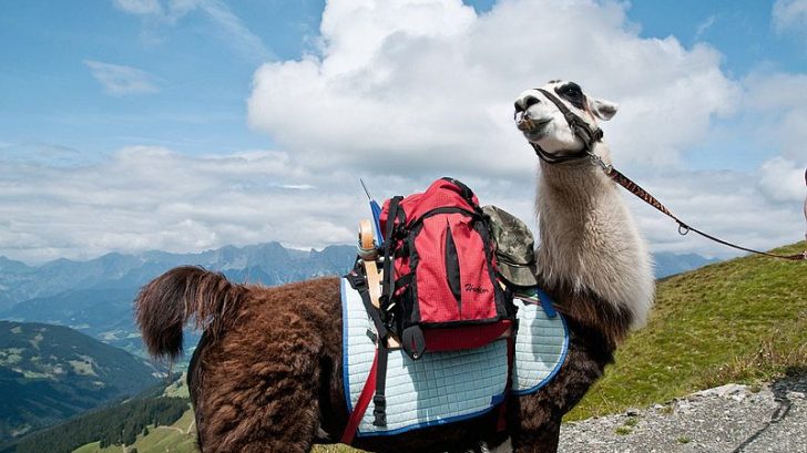 lama-trekking11-728x409.jpg